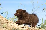 SPITZ ALLEMAND 444